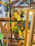 若來(lái)（Rolife）diy小屋凱西花房成人積木玩具拼裝模型兒童生日禮物 曬單實(shí)拍圖