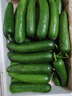 山東壽光水果黃瓜生吃脆新鮮荷蘭青瓜當季無(wú)刺小黃瓜源頭直發(fā) 精品水果黃瓜凈重 4.5斤 曬單實(shí)拍圖