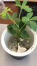 懶人水培綠植九里香綠蘿文竹室內易養凈化空氣花卉盆栽植物花卉 鴨腳木1顆【不含盆】土培水培皆可10-15cm 曬單實(shí)拍圖