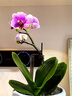蝴蝶蘭花苗帶花苞客廳辦公室室內桌面裝飾花卉植物四季好養盆栽 寶貝蝴蝶蘭-裸苗（帶花苞+半開(kāi)放） 曬單實(shí)拍圖