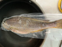 三都港 冷凍三去大黃魚(yú)凈重2斤/2條裝 寧德黃花魚(yú) 生鮮魚(yú)類(lèi) 中秋 曬單實(shí)拍圖