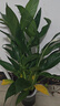 【熱銷(xiāo)款】白掌一帆風(fēng)順盆栽水培植物室內花綠植紅掌發(fā)財樹(shù)吸甲醛 特級白掌帶花+繁星自吸盆 曬單實(shí)拍圖