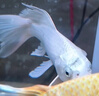 中國紅冷水淡水觀(guān)賞魚(yú)錦鯉魚(yú)活魚(yú)金魚(yú)小型好養紅鯉魚(yú)純種小錦鯉 19-21cm長(cháng)黑白黃紅各一條 曬單實(shí)拍圖