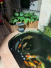 依華萊斯錦鯉自動(dòng)喂魚(yú)器智能定時(shí)喂食器戶(hù)室外大小魚(yú)池專(zhuān)業(yè)投料器喂魚(yú)神器 10升太陽(yáng)能款WiFi-24小時(shí)在線(xiàn)款(黑) 曬單實(shí)拍圖