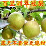 【順豐】百里洲砂梨翠冠梨脆甜湖北宜昌青皮梨子新鮮黃花梨翠玉梨 翠冠梨 5斤大果【普快】 曬單實(shí)拍圖