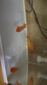 中國紅冷水淡水觀(guān)賞魚(yú)錦鯉魚(yú)活魚(yú)金魚(yú)小型好養紅鯉魚(yú)純種小錦鯉 10-12cm長(cháng)紅金3條 曬單實(shí)拍圖