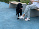 阿迪達斯Yeezy SLIDE蘋(píng)果椰子男女夏日清涼運動(dòng)拖鞋HQ6447UK538 曬單實(shí)拍圖