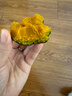 京鮮匠山東正宗真貝貝南瓜 栗香小南瓜 粉糯香甜老瓜蔬菜 產(chǎn)地直發(fā) 精品果 凈重 5斤 曬單實(shí)拍圖