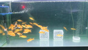 瘋狂石頭水質(zhì)清澈劑 魚(yú)缸凈水劑凈化水質(zhì)專(zhuān)用養魚(yú)必備清潔劑600ML 曬單實(shí)拍圖