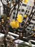 墨耘蒼臘梅樹(shù)苗紅梅樹(shù)苗地栽紅梅花樹(shù)臘梅綠梅樹(shù)狀耐寒庭院花卉綠化植物 臘梅樹(shù) 4公分粗【花園】【1米-1.3米】 曬單實(shí)拍圖