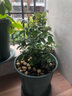 果汁陽(yáng)臺月季花苗四季開(kāi)花卉盆栽綠植物室內花易活玫瑰帶花苞庭院 果汁陽(yáng)臺【大花濃香，月月開(kāi)分枝多】 【帶花苞】【盆口徑15cm】原盆冠25高35 曬單實(shí)拍圖