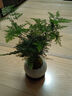 幼薇文竹盆栽植物室內綠化四季迷你辦公室綠植擺件桌面好養創(chuàng  )意小盆景 文竹+白色琉璃冰裂瓷盆+圓形底盤(pán) 帶盆栽好 曬單實(shí)拍圖