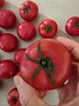 黃金籽西紅柿新鮮自然熟水果4.8-5斤非鐵皮梁其安火山博士番茄 曬單實(shí)拍圖