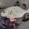 北溟魚(yú)日本磯釣竿北冥磯竿三號五號遠投竿魚(yú)竿手海兩用大導環(huán)滑瓢竿 日本碳素5號19調 高碳6.3米單竿+實(shí)心竿稍 曬單實(shí)拍圖