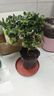 四季開(kāi)花 西洋杜鵑花苗盆栽室內庭院植物紫杜娟花樹(shù)映山紅帶花苞 紅杜鵑8年苗（帶花苞） 不帶盆 曬單實(shí)拍圖
