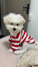 JCZS德國品牌BLG條紋POLO衫小狗衣服春秋裝泰迪比熊雪納瑞冬季貓咪秋 【德國品質(zhì)】 藏青條紋 XS(建議體重1-3斤) 曬單實(shí)拍圖