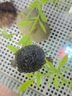 古今（GUJIN）吊帶睡裙女夏季薄款純棉紗布日系田園碎花小個(gè)子睡衣連衣裙可外穿 曬單實(shí)拍圖