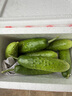 京鮮生 山東童年旱黃瓜 3斤 單果100g+ 水果小青瓜 時(shí)令輕食 源頭直發(fā) 曬單實(shí)拍圖