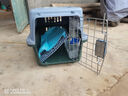 土狗活物田園犬黃狗幼犬小土狗活體看家護院忠誠 田園級 黃狗 公 曬單實(shí)拍圖