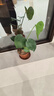卉優(yōu)龜背葉吉利紅春羽白掌植物盆栽室內小綠植陽(yáng)臺耐陰超好養凈化空氣 精品龜背竹30cm【原盆】 曬單實(shí)拍圖