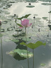 京東京造抗菌細滑圓線(xiàn)牙線(xiàn)棒50支*6盒 剔牙牙簽牙線(xiàn)棒（贈15支薄荷味） 曬單實(shí)拍圖