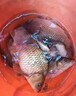 鯉魚(yú)顆粒餌料野釣黑坑鯉魚(yú)通殺鯉魚(yú)草魚(yú)大物窩料專(zhuān)用皮筋顆粒魚(yú)餌 鯉魚(yú)專(zhuān)用酸爽顆粒1瓶180克 曬單實(shí)拍圖