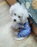 阿莫爾狗狗衣服可牽引寵物四腳衣泰迪比熊博美小型犬寵物貓咪春秋季外套 三小熊背帶褲 XS 建議1-3斤 具體參考尺碼表 曬單實(shí)拍圖