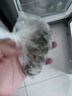 江船長 冷凍鮑魚 凈重160g(18-22粒)袋裝 火鍋燒烤食材 海鮮生鮮 中秋 曬單實拍圖