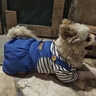 阿莫爾狗狗衣服可牽引寵物四腳衣泰迪比熊博美小型犬寵物貓咪春秋季外套 三小熊背帶褲 XS 建議1-3斤 具體參考尺碼表 曬單實(shí)拍圖