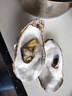 百鮮洽乳山生蠔鮮活特大牡蠣帶殼生吃海蠣子新鮮海鮮水產(chǎn)貝類(lèi)聚會(huì )燒烤 【巨大號】6XL 帶箱10斤（8-16只） 曬單實(shí)拍圖
