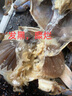 舟山梭子蟹鮮活特大野生大螃蟹新鮮冷凍海鮮水產(chǎn)海蟹飛蟹白蟹 凈重3-5兩/只【10只 碼頭直采】 曬單實(shí)拍圖