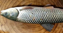  鮮活草魚(yú)900-1100g/條 曬單實(shí)拍圖