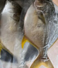 翔泰 海南金鯧魚(yú)凈重900g 2條裝  魚(yú)類(lèi)生鮮 燒烤 火鍋食材 海鮮水產(chǎn) 曬單實(shí)拍圖