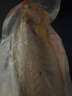 鮮京采 冷凍三去黃花魚(yú)(寧德大黃魚(yú))1700g (5條裝)  禮盒 生鮮海魚(yú) 中秋 曬單實(shí)拍圖