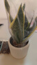 沭之美虎皮蘭盆栽花卉綠植 精品大盆金邊虎皮蘭+輕奢浪琴陶瓷盆源頭直發(fā) 曬單實(shí)拍圖