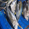 新鮮金槍魚一整條進(jìn)口深海捕撈冷凍生鮮海魚日式料理無污染刺身魚 深海2-3斤/1條【償鮮】 曬單實拍圖