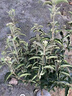 四季耐寒喬木繡球花 中華木繡球大花斗球 陽(yáng)臺綠植盆栽庭院地栽 中華木繡球2公分獨桿 曬單實(shí)拍圖