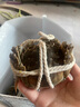 【活蟹】蓮花蟹農大閘蟹鮮活2.8-3.1兩10只全母螃蟹鮮活去繩足重現貨海鮮禮盒源頭直發(fā) 曬單實(shí)拍圖
