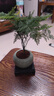 文竹+陶瓷盆  盆栽植物室內客廳盆景辦公室懶人好養綠植創(chuàng  )意擺件 文竹+綠色冰裂盆+高腳方底座 帶盆栽好 曬單實(shí)拍圖
