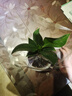 特價大葉金鉆綠公主盆栽植物除甲醛綠植辦公室四季常青室內(nèi)擺放2 【1盆】金鉆+灰繁星吸水盆 含盆高度15-20厘米 曬單實拍圖