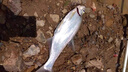 漁之源釣魚(yú)傘2025新款加厚黑膠防轉機械臂戶(hù)外露營(yíng)大釣傘遮陽(yáng)防暴雨釣傘 2.6米 【黑膠防曬   7檔機械臂拐杖】挪威藍 曬單實(shí)拍圖