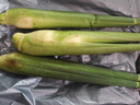 【現采現發(fā)】新鮮茭白時(shí)令蔬菜帶殼茭白高筍應季美食農家自種包郵 現采帶殼茭白0.8-1斤 凈重 曬單實(shí)拍圖