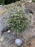 四季耐寒喬木繡球花 中華木繡球大花斗球 陽(yáng)臺綠植盆栽庭院地栽 中華木繡球2公分獨桿 曬單實(shí)拍圖