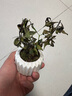 八芽小葉梔子花四季小盆栽植物好養辦公室桌面開(kāi)花小綠植源頭直發(fā)包郵 小葉梔子花-陶瓷豎紋盆 帶盆栽好（陶瓷盆） 曬單實(shí)拍圖