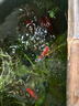 紅國獅金魚(yú)冷水魚(yú)鴻運當頭鶴頂鎏金金魚(yú)苗獅子頭好養耐活淡水金魚(yú) 丹頂+國獅+紅白獅8-10cm各2條 曬單實(shí)拍圖