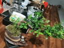 意境懸崖清香木盆景驅蚊提神新中式室內好養桌面擺件綠植花卉盆栽 祥云聚財罐+懸崖飄枝清香木+小和尚+苔蘚+底座 帶盆栽好 曬單實(shí)拍圖