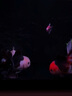米家（MIJIA）智能生態(tài)魚缸還原自然生態(tài) 智能魚缸+濾芯套裝 曬單實拍圖