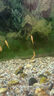 金苔鼠觀(guān)賞魚(yú)清道夫小型熱帶斑馬魚(yú)除藻工具淡水清潔糞便孔雀魚(yú) 【清潔神器】4-6cm 金苔鼠2條 曬單實(shí)拍圖