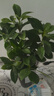 小盆梔子花盆栽四季開(kāi)花不帶花苞室內綠蘿水培花卉綠植物好養易活 低配款：15-20cm【2株】當年少量開(kāi)花 濃香型梔子花【帶花苞】10天開(kāi)花 曬單實(shí)拍圖