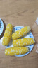 滇味十足（DIANWEISHIZU）水果玉米甜玉米云南金銀雙色新鮮甜嫩水果玉米棒鮮玉米茄果瓜 金銀雙色 凈重2斤（約3-5根） 曬單實(shí)拍圖